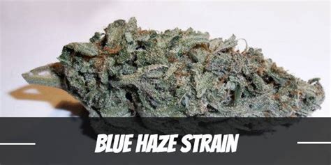 bluehaze200|Blue Haze .